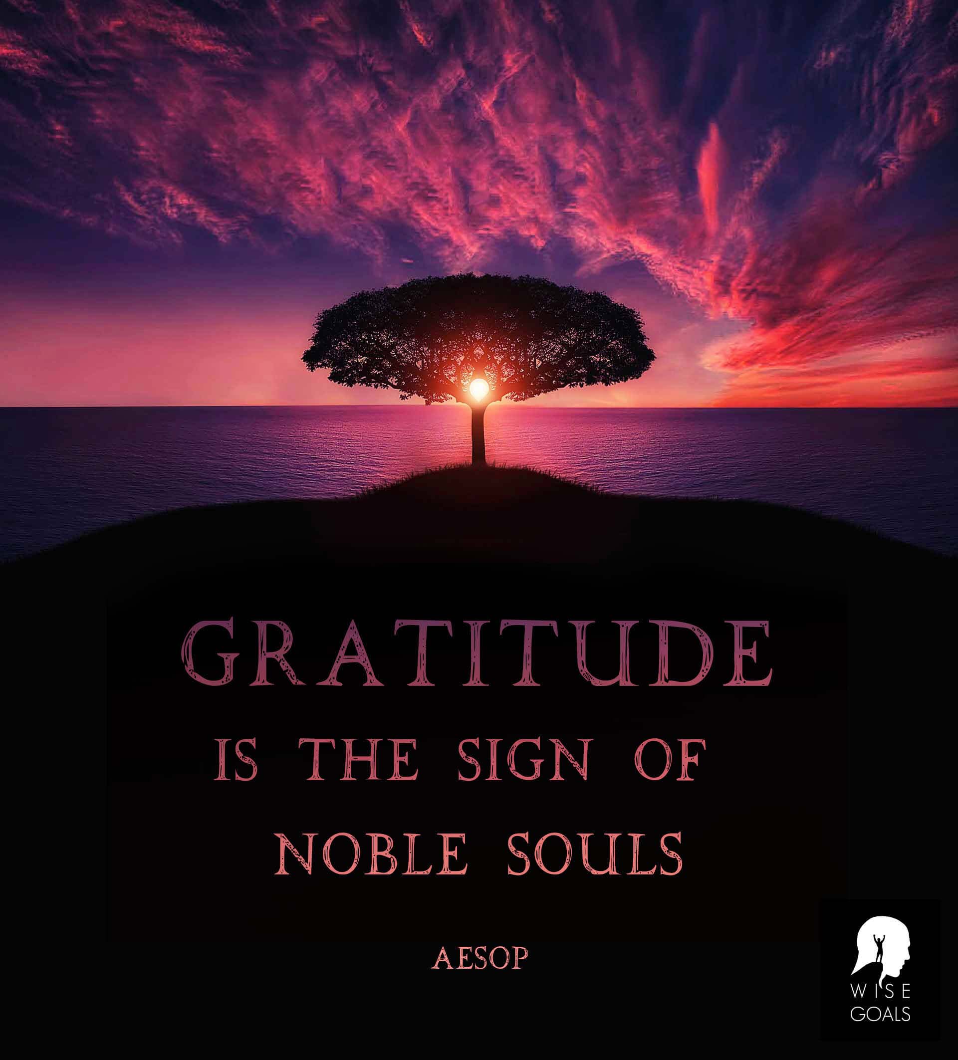 Aesop - Gratitude is the sign of noble souls quote with a background of a tree and the sunrise peeking through the branches